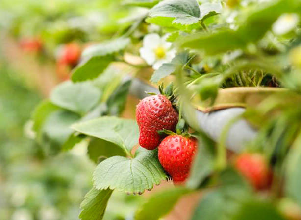 內湖草莓季,內湖,草莓季,白石湖,採草莓,2021內湖草莓季,白石湖休閒農業區,草莓園,內湖 採草莓