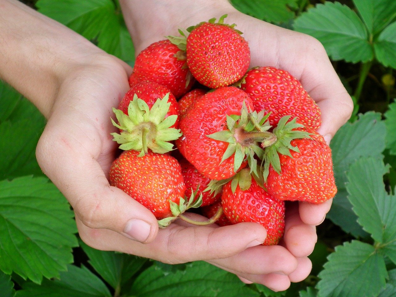 內湖草莓季,內湖,草莓季,白石湖,採草莓,2021內湖草莓季,白石湖休閒農業區,草莓園,內湖 採草莓