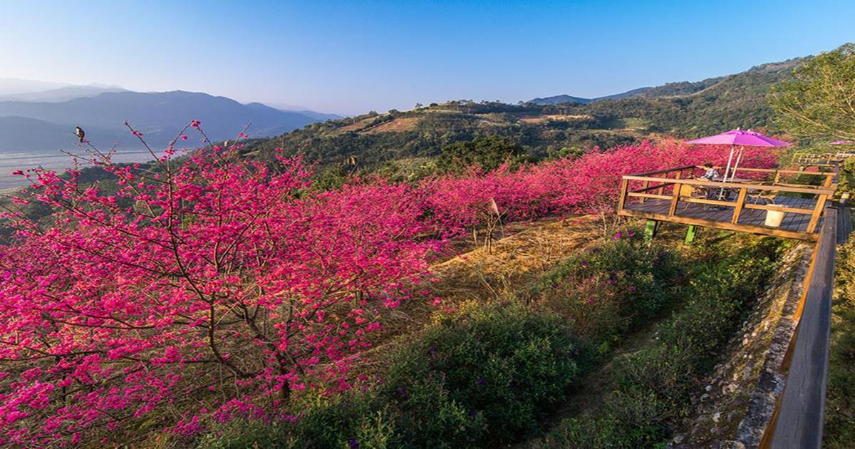 22宜蘭大同櫻花季 大同櫻花季花期 交通方式 宜蘭行程 宜蘭太平山賞櫻住宿推薦